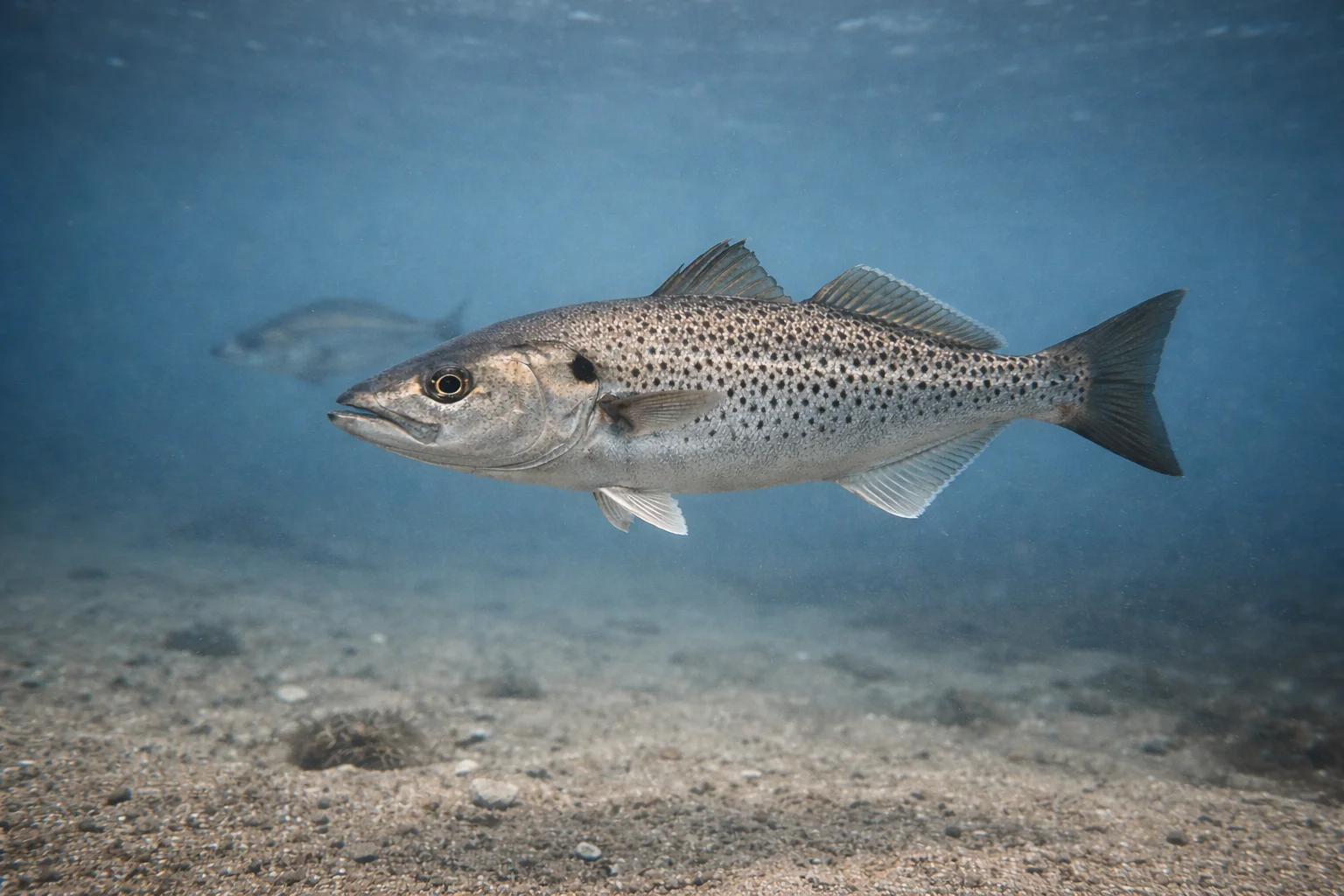 Pêche du bar moucheté : habitat, profondeur et zones côtières